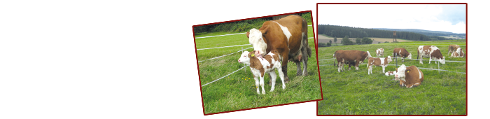 kuh
